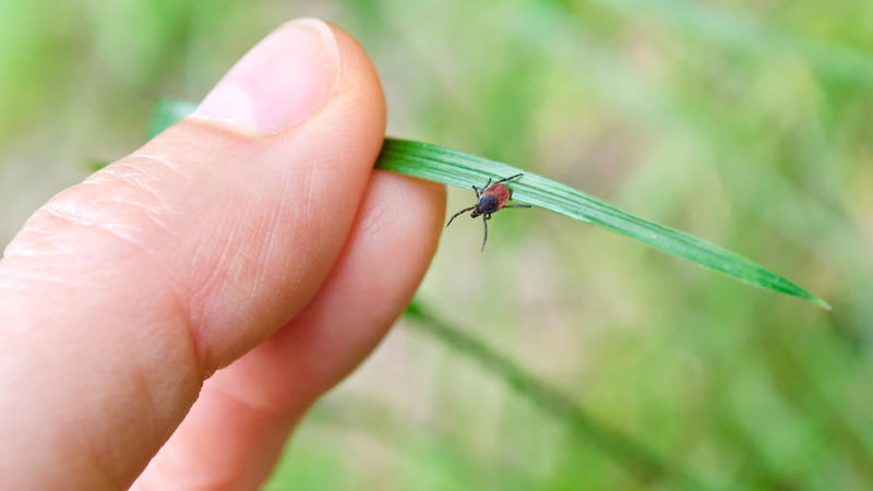 Josy (4) hat nach Zeckenbiss Lähmungserscheinungen Borreliose-Gefahr: Das macht Zecken so gefährlich
