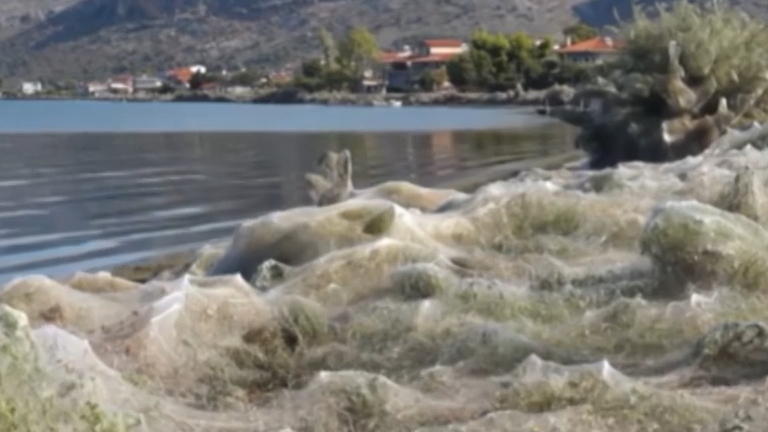 In Griechenland Spinnen spinnen ganzen Strand zu