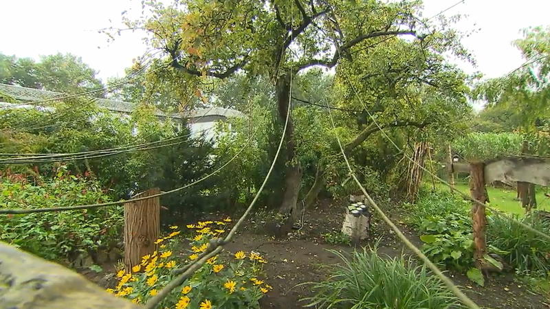 Veredelung bringt unglaubliche Apfelvielfalt Dieser Apfelbaum trägt über 100 Sorten