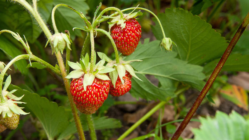Erdbeeren
