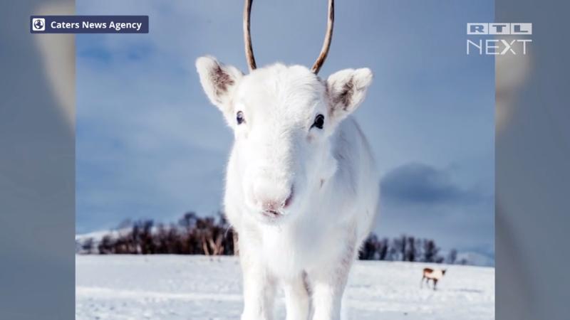 Ist das süß! Weihnachtswunder: Weißes Rentier gesichtet