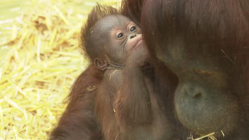 Süßer Nachwuchs im Urwaldhaus Orang-Utan-Baby Cabu im Kölner Zoo vorgestellt