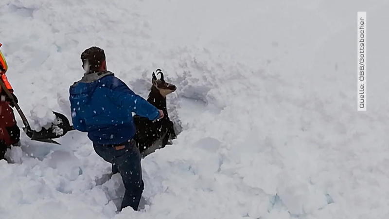 Schneechaos Die Überlebensstrategien der Tiere