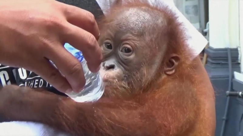 Jetzt gehts dem Kleinen wieder gut! Orang-Utan-Baby vor Schmuggler gerettet