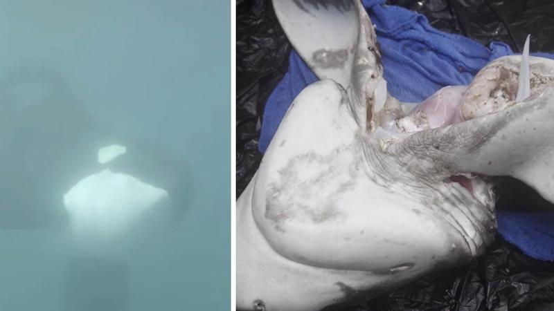 Kampf der Giganten Killerwale jagen Weiße Haie