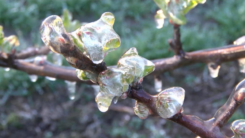 Apfelbäume im Alten Land in Gefahr Wie funktioniert Frostschutz für die Blüten?