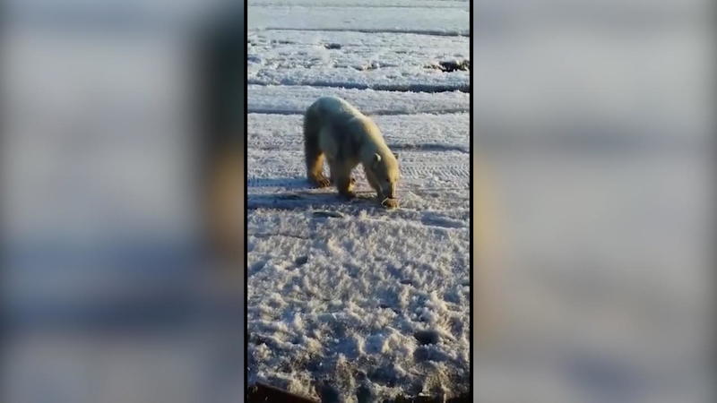 Besonderer Anblick, ernster Hintergrund Eisbär verirrt sich ins russisches Dorf