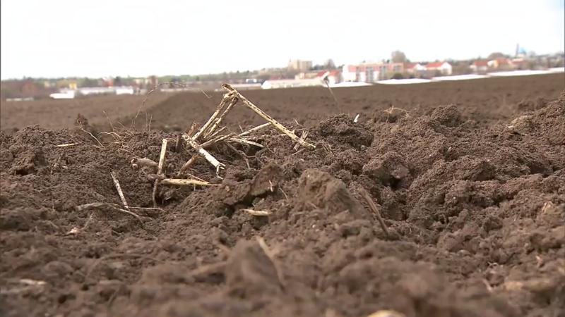 Angst vor Super-Dürre Droht uns ein Sahara-Sommer?