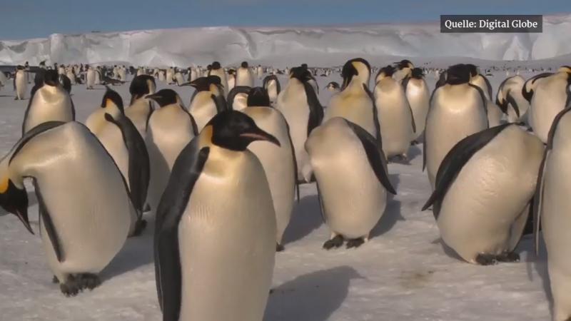 Folge des Klimawandels Pinguine sind vom Aussterben bedroht