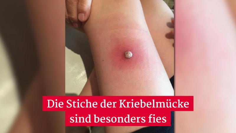 Gefährliche Bisse Kriebelmücke breitet sich in Deutschland aus