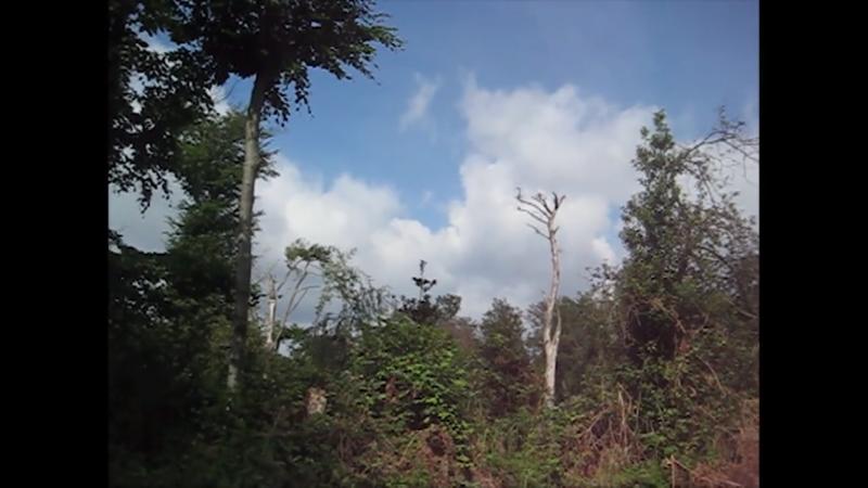 Das Pfingstunwetter So sieht der Wald jetzt aus!