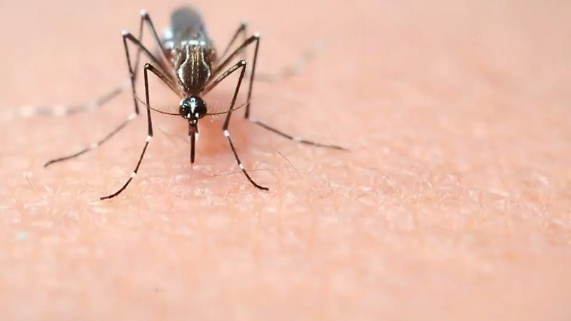 Was hat mich da gestochen? Insektenstiche erkennen