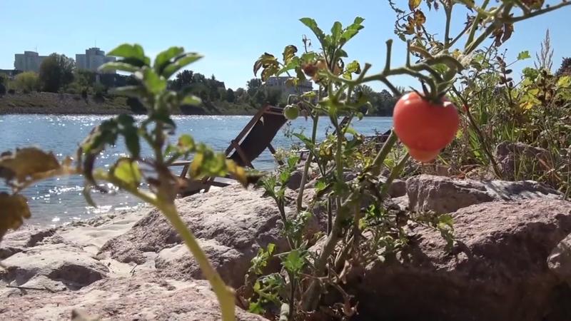 Dauer-Sommer 2018 2018 blühten Tomaten in der Elbe