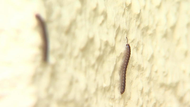 Tausendfüßler-Plage Invasion der Krabbeltiere bei Koblenz