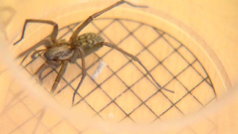 So wird man die Krabbelviecher los Die Winkelspinne ist wieder da!
