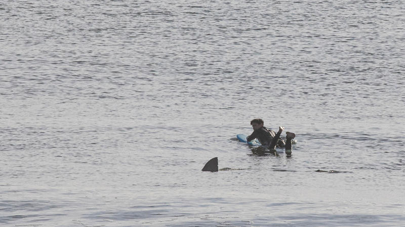 Böse Begegnung auf Cape Cod Weißer Hai überrascht Surfer