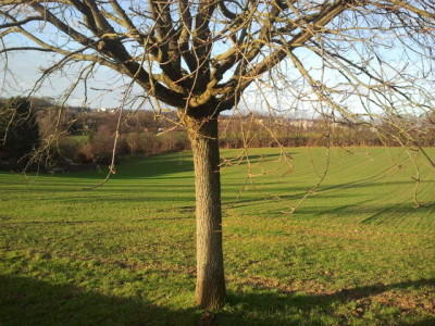 Wetter Blüten im Winter