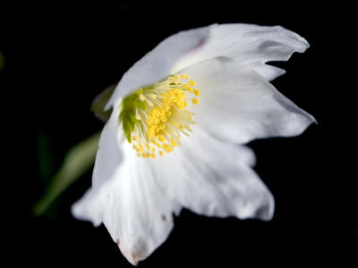 Wetter Blüten im Winter