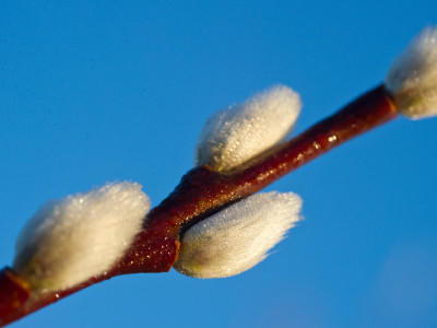 Wetter Blüten im Winter