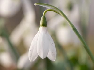 Wetter Blüten im Winter