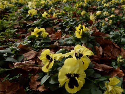 Wetter Blüten im Winter
