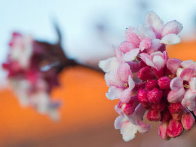 Wetter Blüten im Winter