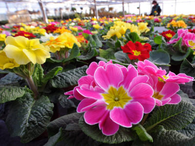 Wetter Blüten im Winter
