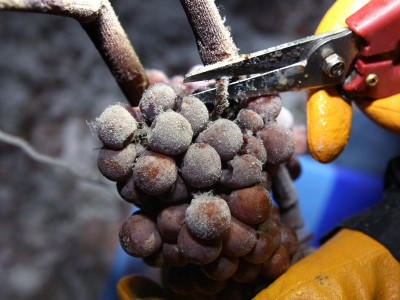 Wetter Blüten im Winter