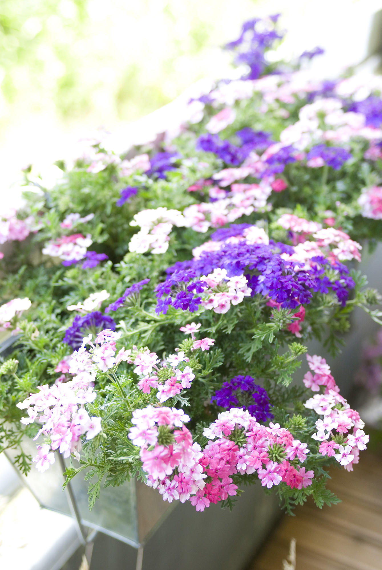 10 wunder
bare Sommerblumen für Garten und Balkon - wetter.de