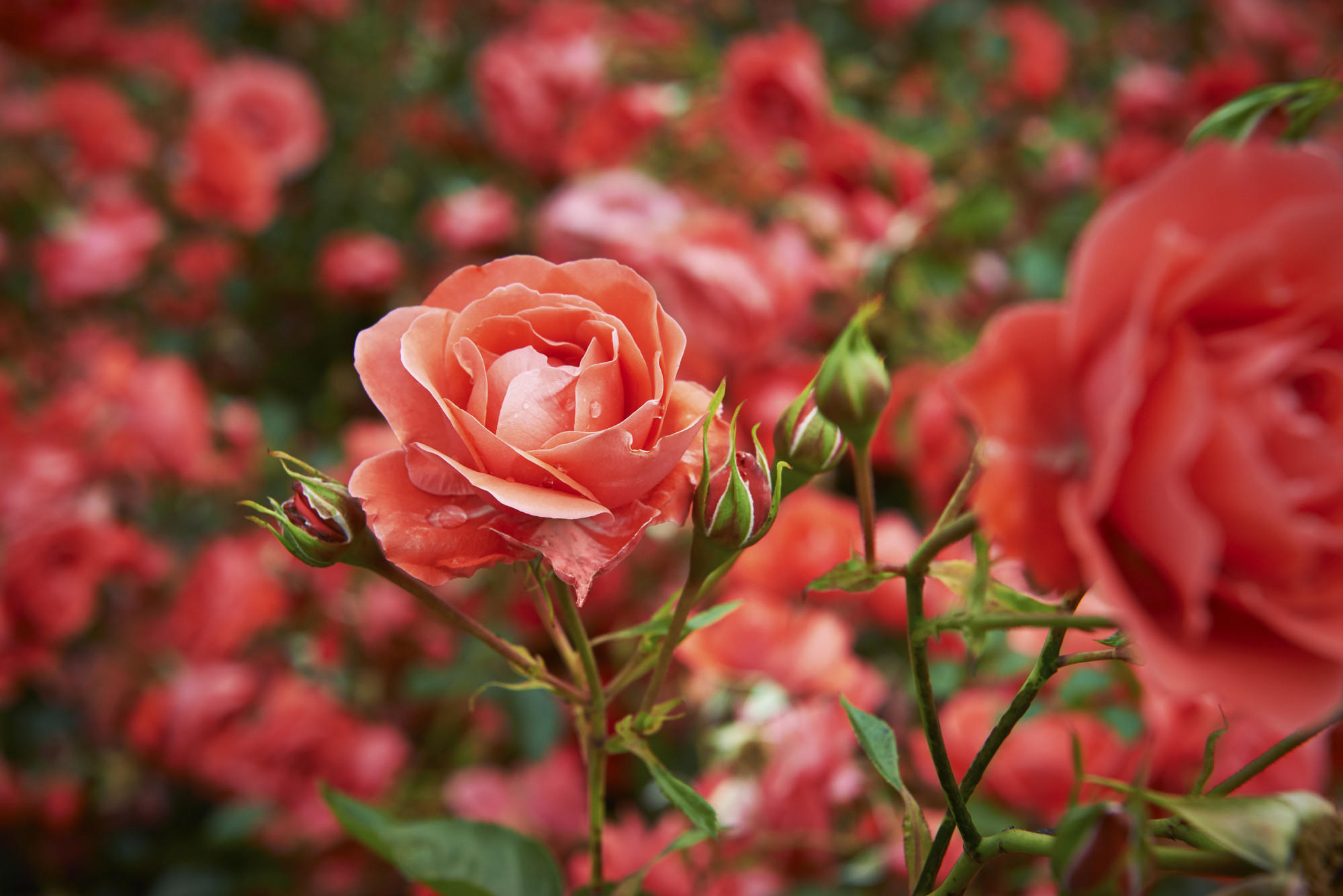 10 wunderbare Sommerblumen für Garten und Balkon wetter.de