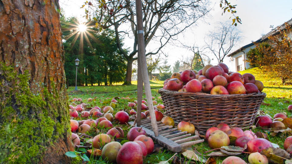 Garten Pflege im Herbst und Winter wetter.de