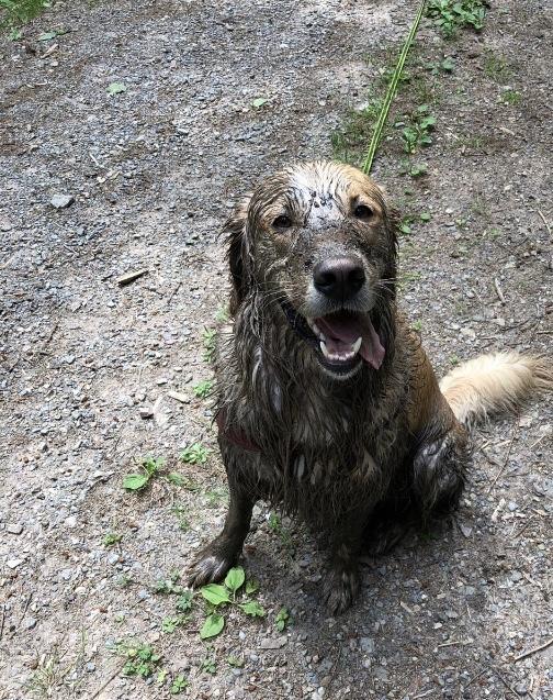 Welthundetag Hunde im Regen? Kein Problem für Bello wetter.de