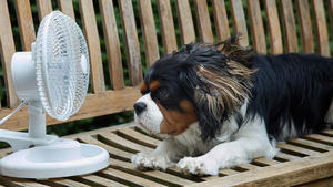 Hundshitze, heißer Sommertag, Sommertage, Ventilator, Ventilatoren, Tischventilator, Standventilator, Klimagerät, Lüfter, Luftzug, Wind, heiß, heiss, erfrischt, erfrischen, kühlen, abkühlen, Erfrischung, Cavalier King Charles, Hund, Hunde, Tier, Tiere, Haustier, Haustiere, Vierbeiner, hohe Temperaturen, Sommer Hitze, in, im, Hitzewelle, Sommerhitze, Hundehitze, Tierliebe, Betreuung, Haushund, Haushunde, Freund des Menschen, Mensch, Beziehung, Klima, globale Klimaerwärmung, Symbolfoto, . |
