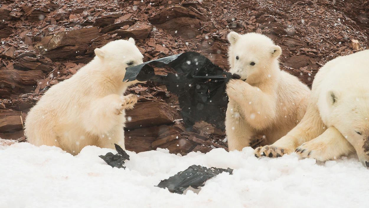 Traurig Diese Eisbärenkinder spielen mit unserem Plastikmüll wetter.de
