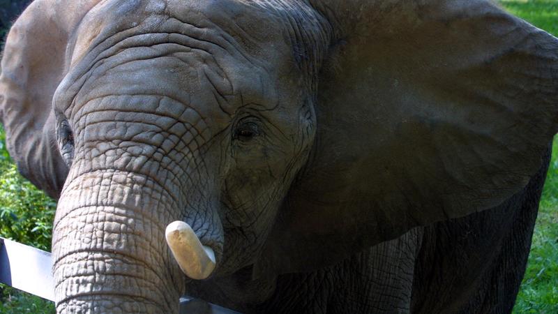 Der Afrikanische Elefant (Loxodonta africana) ist eine Art der Elefanten. Er ist das größte noch lebende Landsäugetier der Welt. Der früher als Unterart des Afrikanischen Elefanten betrachtete Waldelefant (Loxodonta cyclotis) wird heute meistens als 