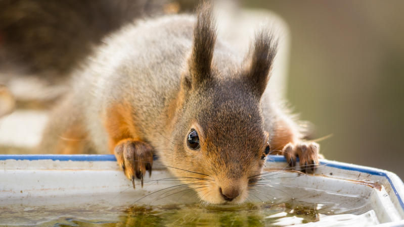 Ein Eichhörnchen trinkt an einer Tränke.