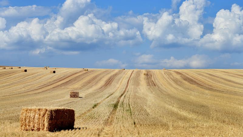 02.08.2018, Thüringen, Nordhausen: Dicke Cumulus Wolken haben sich hinter einem Feld aufgetürmt. Nach vielen trockenen Tagen hoffen die Bauern weiterhin Regen für die trockenen Felder. Foto: Frank May/dpa +++ dpa-Bildfunk +++