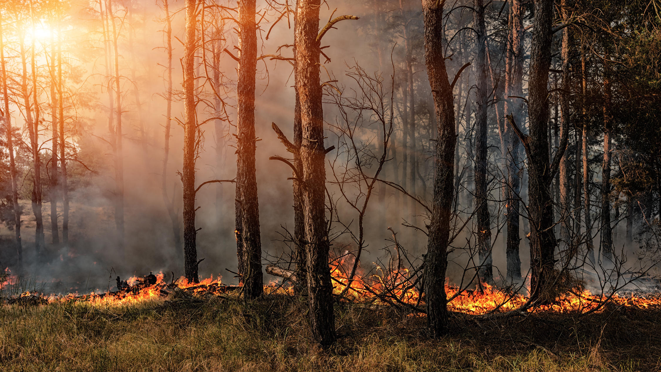 Erhöhte Waldbrandgefahr: So verhalten Sie sich richtig ...