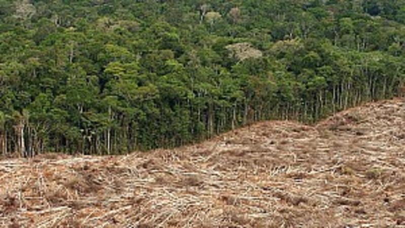 ARCHIV - Das undatierte Archivfoto zeigt die Abholzung des Regenwalds im Amazonasgebiet in Brasilien. Die globale Waldfläche ist nach Angaben desMünchner ifo Instituts zwischen 1990 und 2005 um drei Prozent geschrumpft. Das entspreche einem durchschn