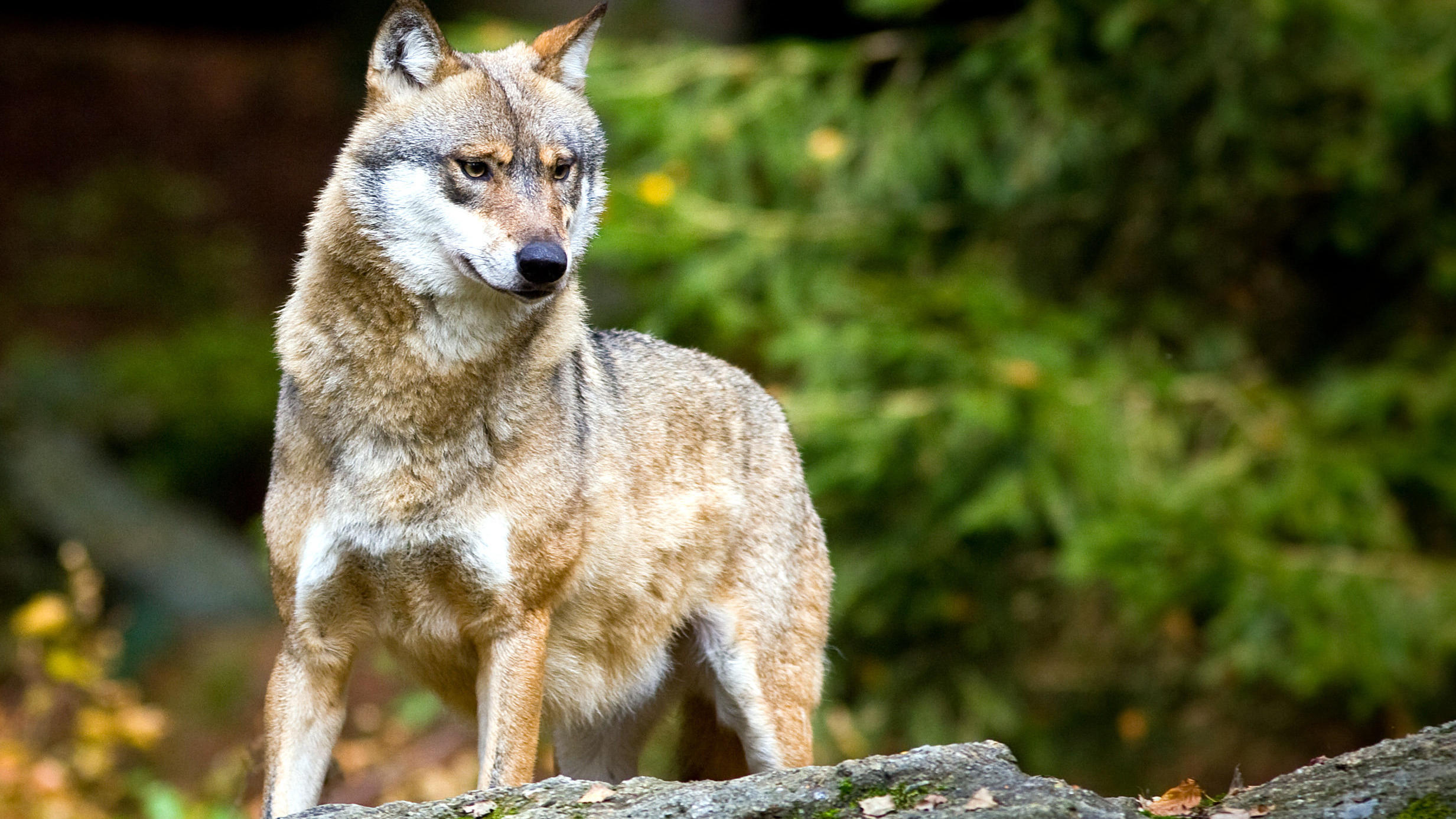 Bayern: Wolf reißt Kälber - wird er jetzt abgeschossen ...