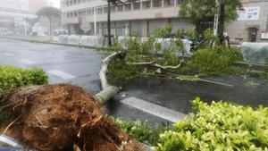 Typhoon Trami Photo shows a roadside tree in Naha, Okinawa Prefecture, southern Japan, knocked down by winds from powerful Typhoon Trami on Sept. 29, 2018. PUBLICATIONxINxGERxSUIxAUTxHUNxONLY  
