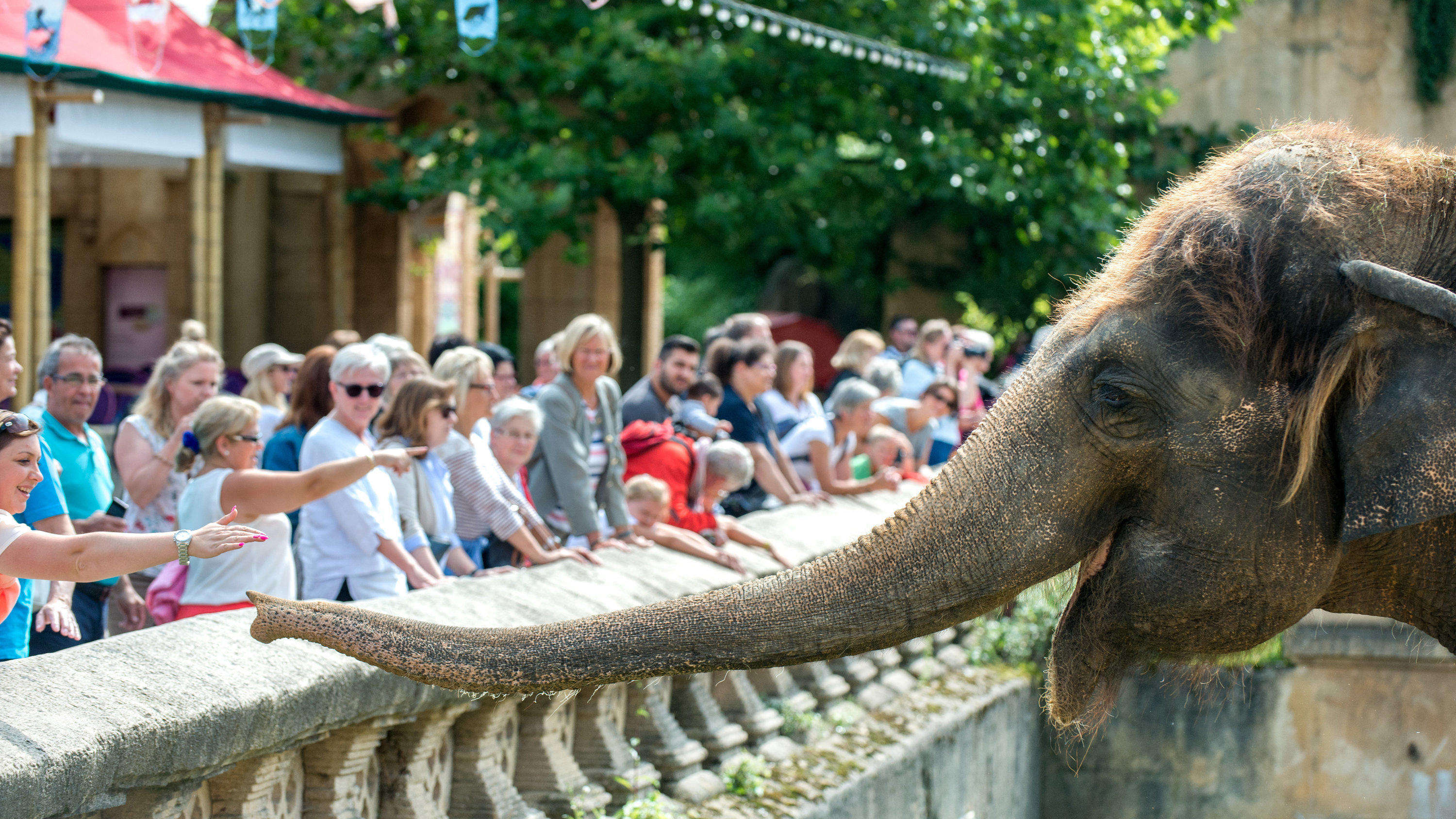 Elefant im Erlebnis-Zoo Hannover