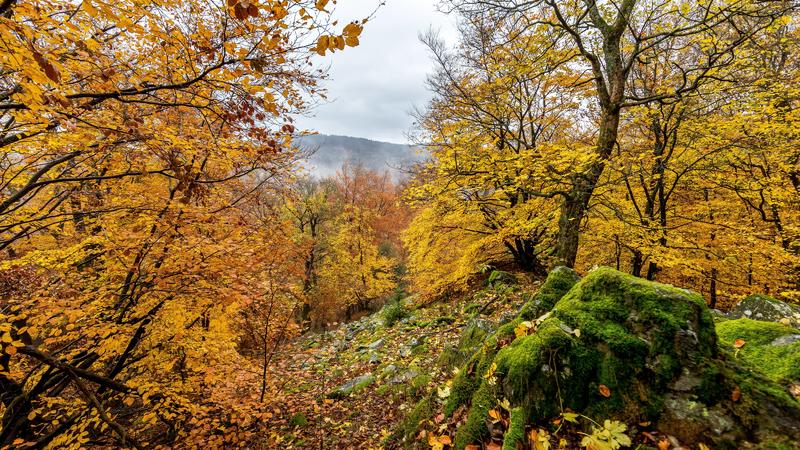 Herbst im Taunus