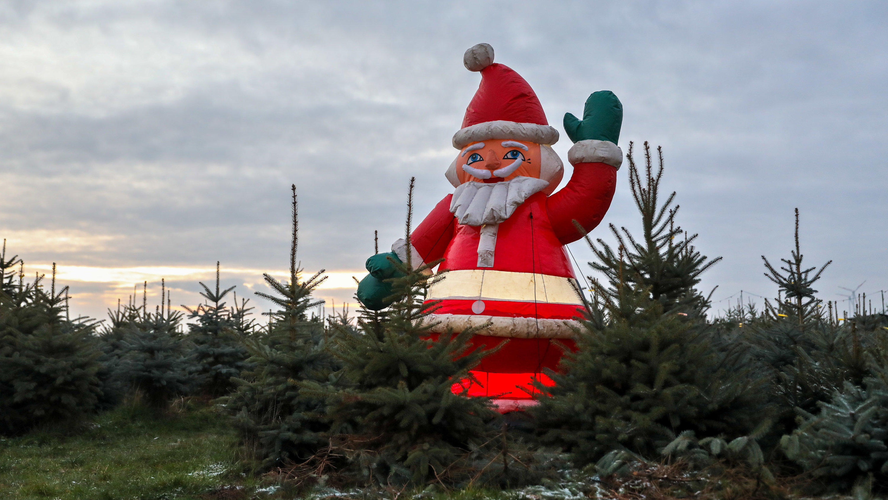 17.12.2018, Sachsen, Leipzig: Ein Weihnachtsmann steht in einer grünen Weihnachtsbaumplantage bei Leipzig. Das derzeit milde Wetter lässt nur wenig Hoffnung auf Schnee an Heiligabend zu. Foto: Jan Woitas/dpa-Zentralbild/dpa +++ dpa-Bildfunk +++