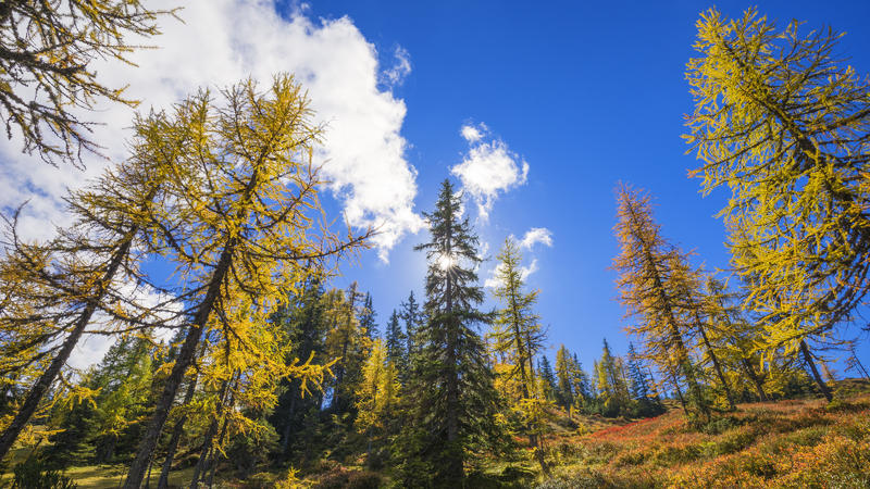 Farbiger Herbstwald an der Baumgrenze