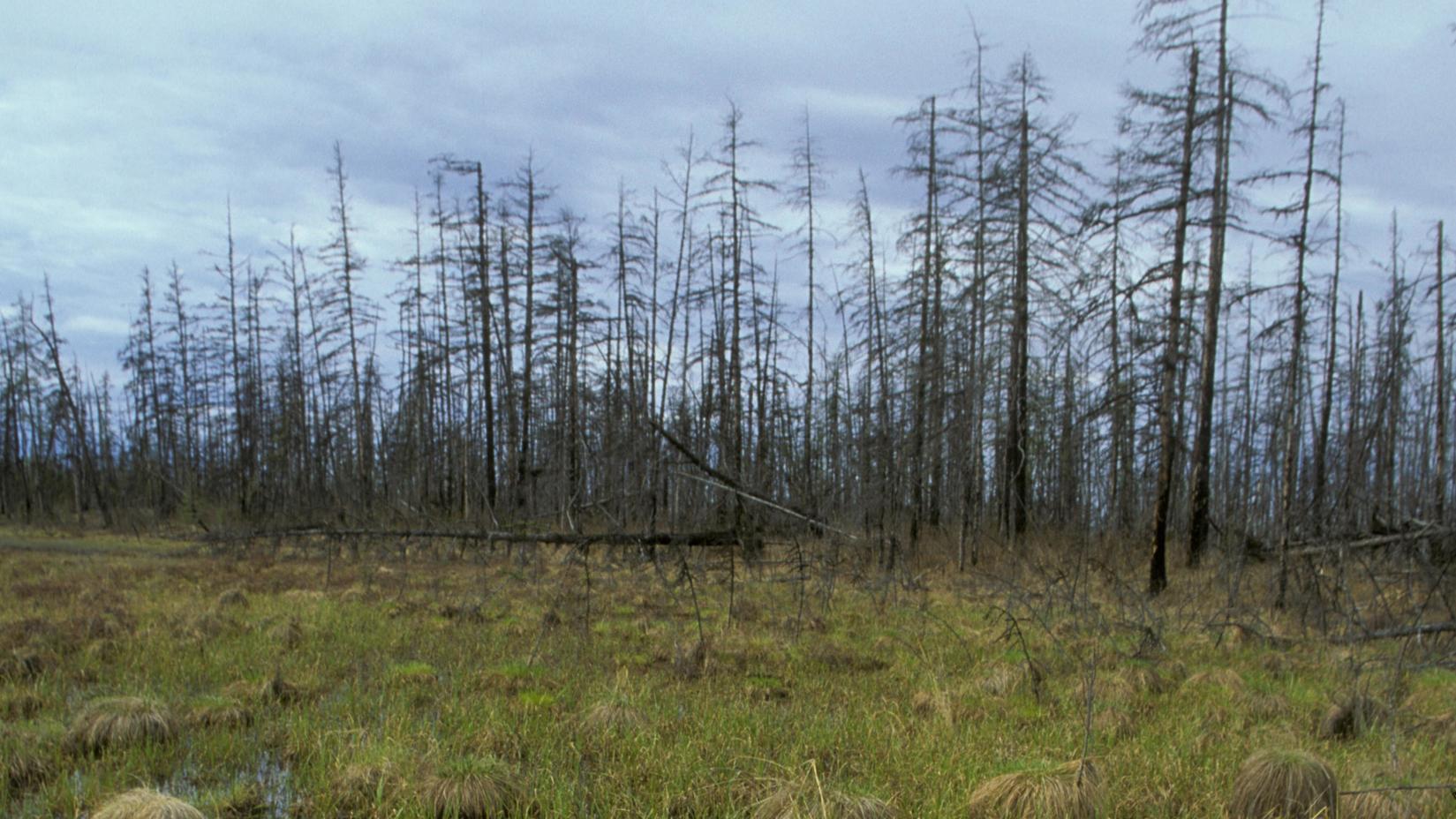 Grasbüschel und Bäume in der sibirischen Tundra, Taiga, Russland, Europa | Verwendung weltweit, Keine Weitergabe an Wiederverkäufer.