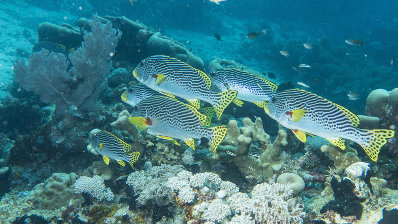 Schule von Diagonal Süsslippen, alle in die gleiche Richtung blickend, steht in der Strömung im Korallenriff. Selayar, Süd Sulawesi, Indonesien | Verwendung weltweit
