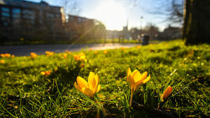 15.02.2019, Großbritannien, Bristol: Gelbe Krokusse steht im Castle Park im Sonnenschein. Mildes Wetter hat einen Frühstart der Frühblüher verursacht. Foto: ????????????????????/PA Wire/dpa +++ dpa-Bildfunk +++