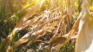Vertrocknete Blätter von Maispflanzen auf einem Feld in Hamburg, Symbolfoto Sommerdürre und Ernteschäden | Verwendung weltweit