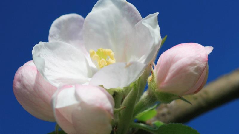 Apfelbaum, Kultur-Apfel (Malus domestica), Bluete und Bluetenknospen, Schweiz | apple tree (Malus domestica), blossom and flower buds, Switzerland | Verwendung weltweit